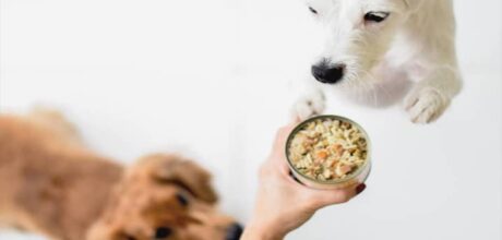 🐾 Free Samples for Dogs and Cats: A Practical Step-by-Step Guide